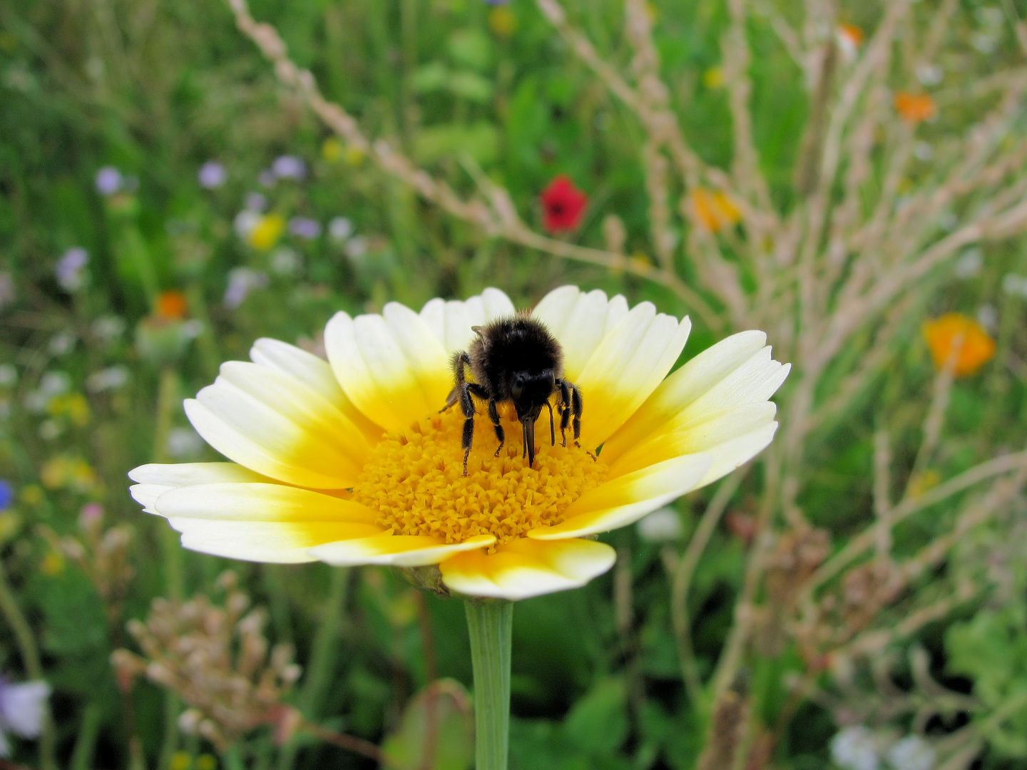 Sonnentag auf einer Blumenwiese