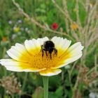 Sonnentag auf einer Blumenwiese