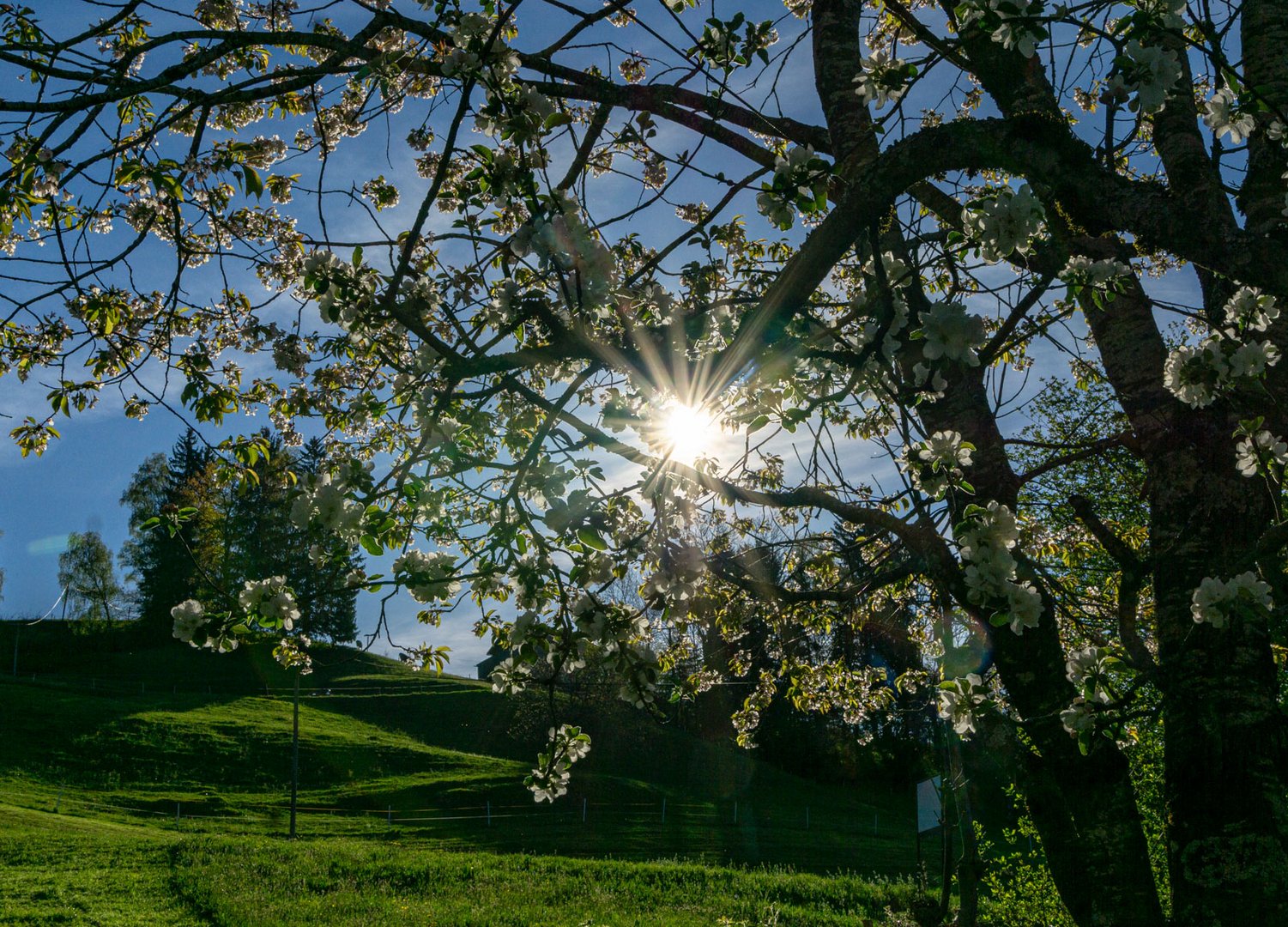 Sonn(en)tag im Frühling