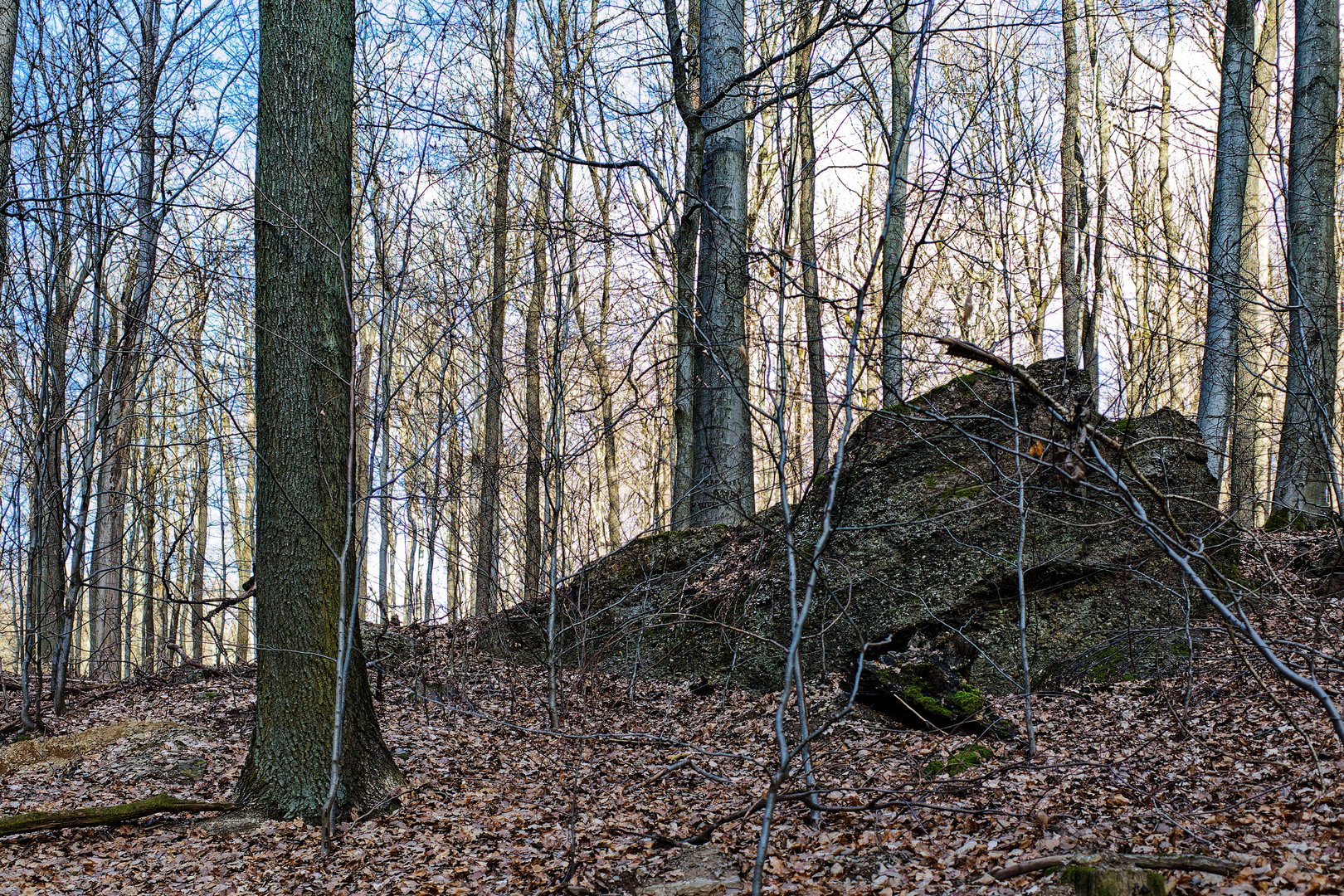 Sonnentag im Laubwald