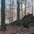 Sonnentag im Laubwald