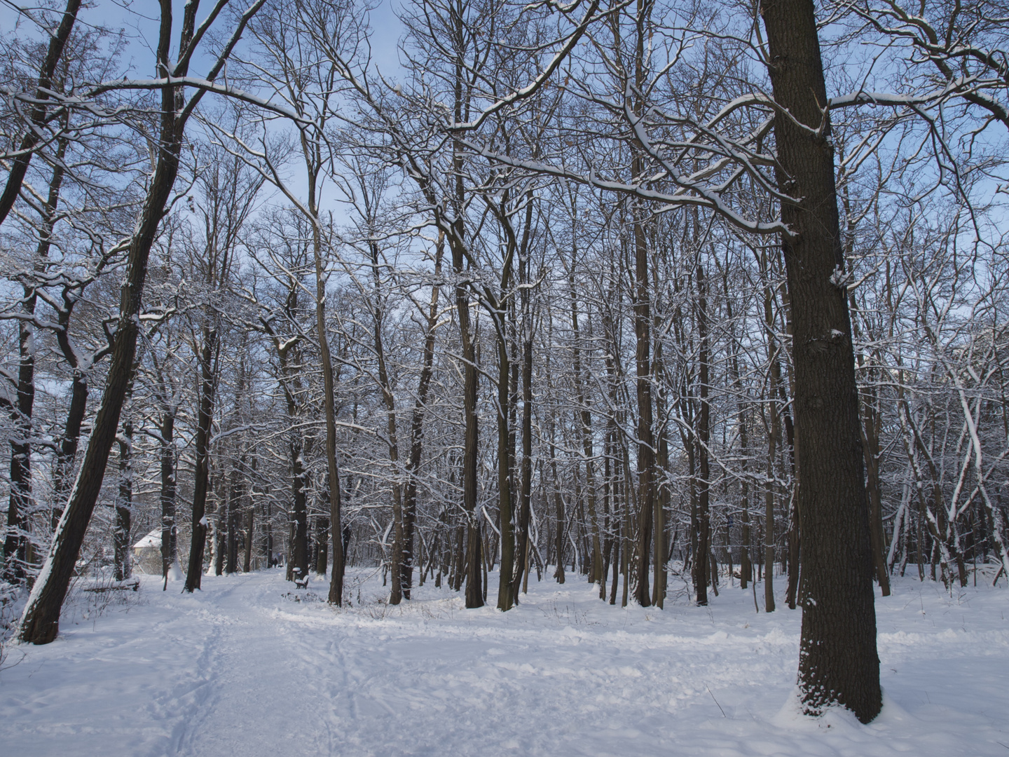 Sonnentag im Winter