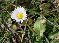 Sonn(en)tagsblümchen