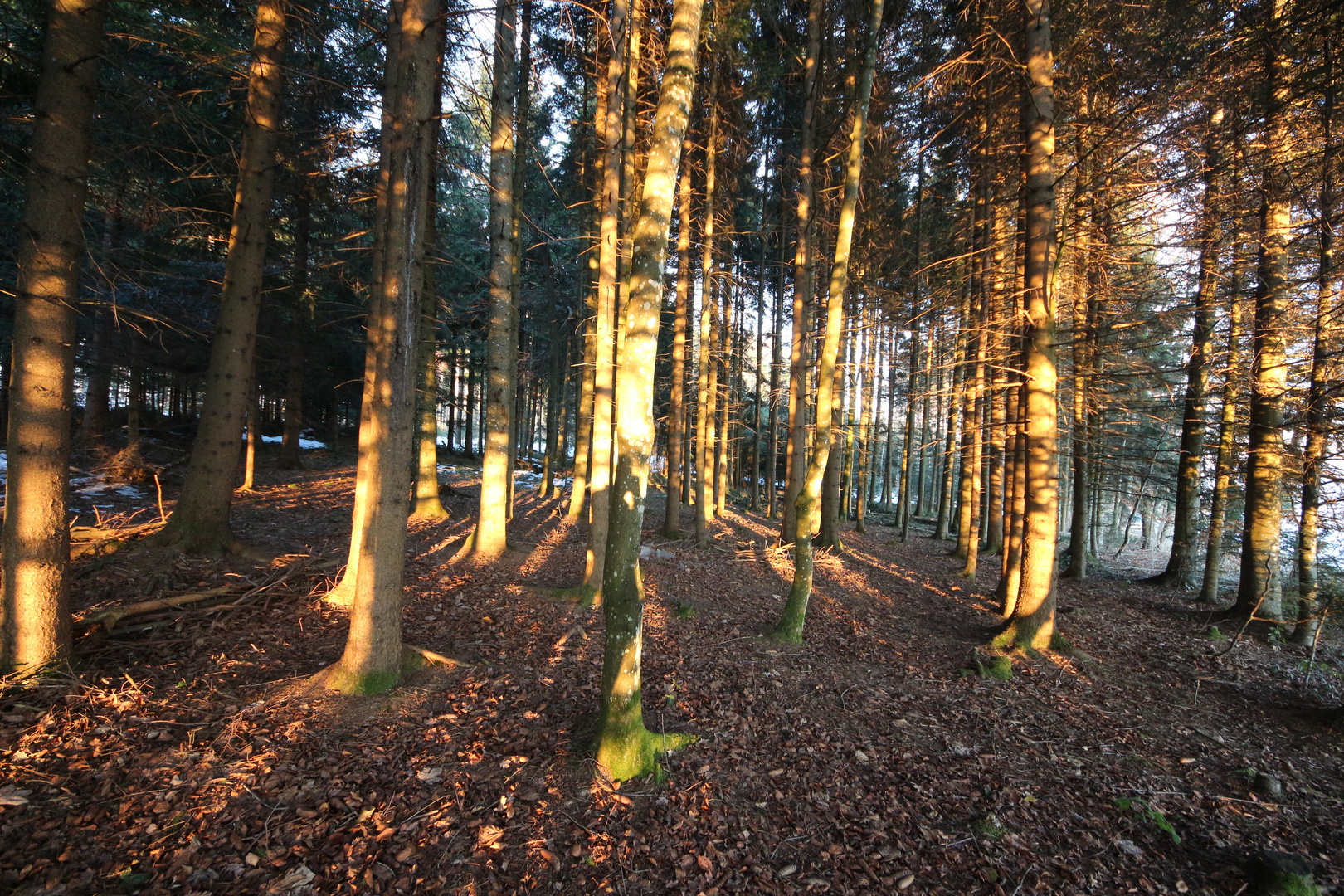 Sonnentanz der Bäume