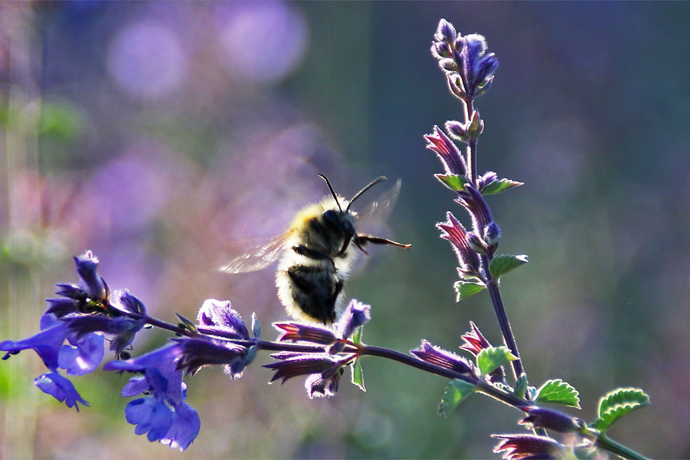 "Sonnentanz" der Hummel