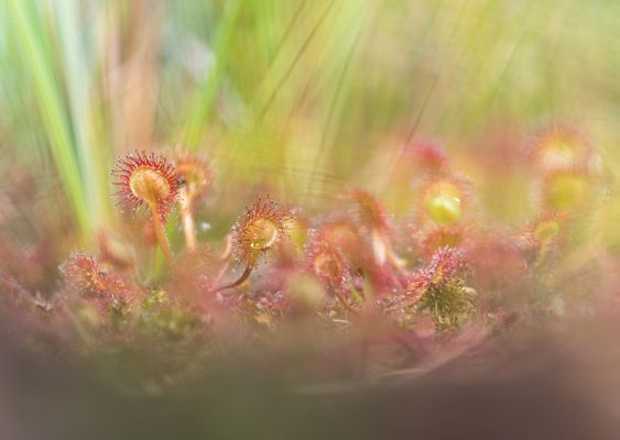 ____sonnentau________