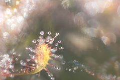 Sonnentau auf emsländischer Wiese