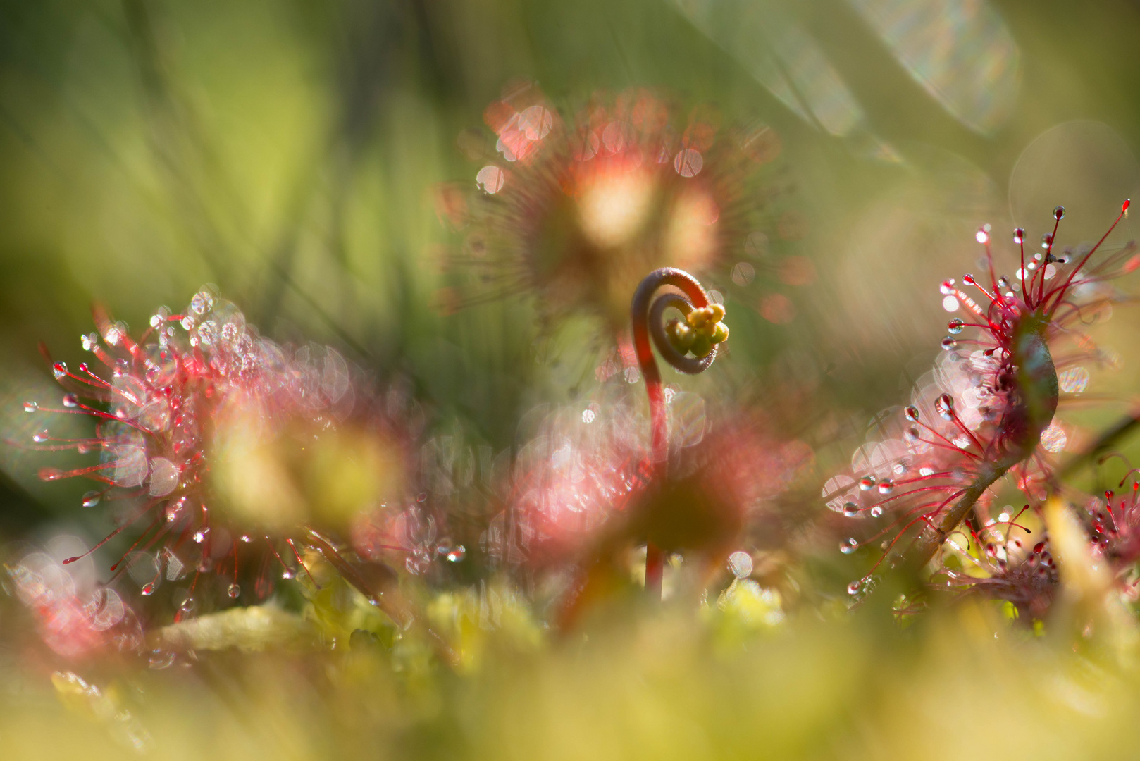 Sonnentau aus der Froschperspektive