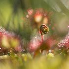 Sonnentau aus der Froschperspektive