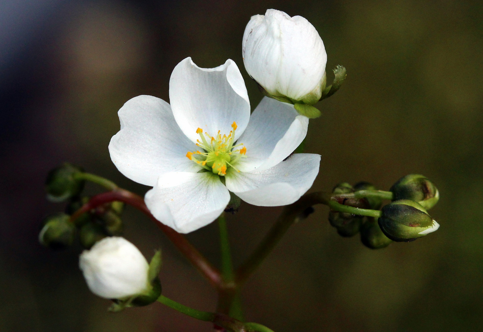 Sonnentau-Blüte 