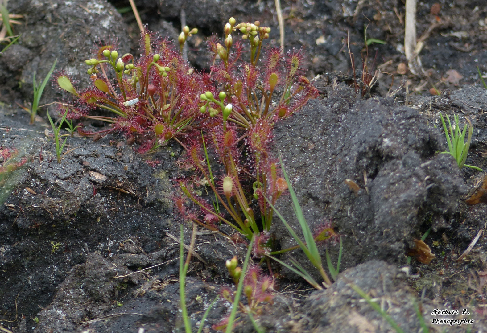 Sonnentau Diersfordter Wald