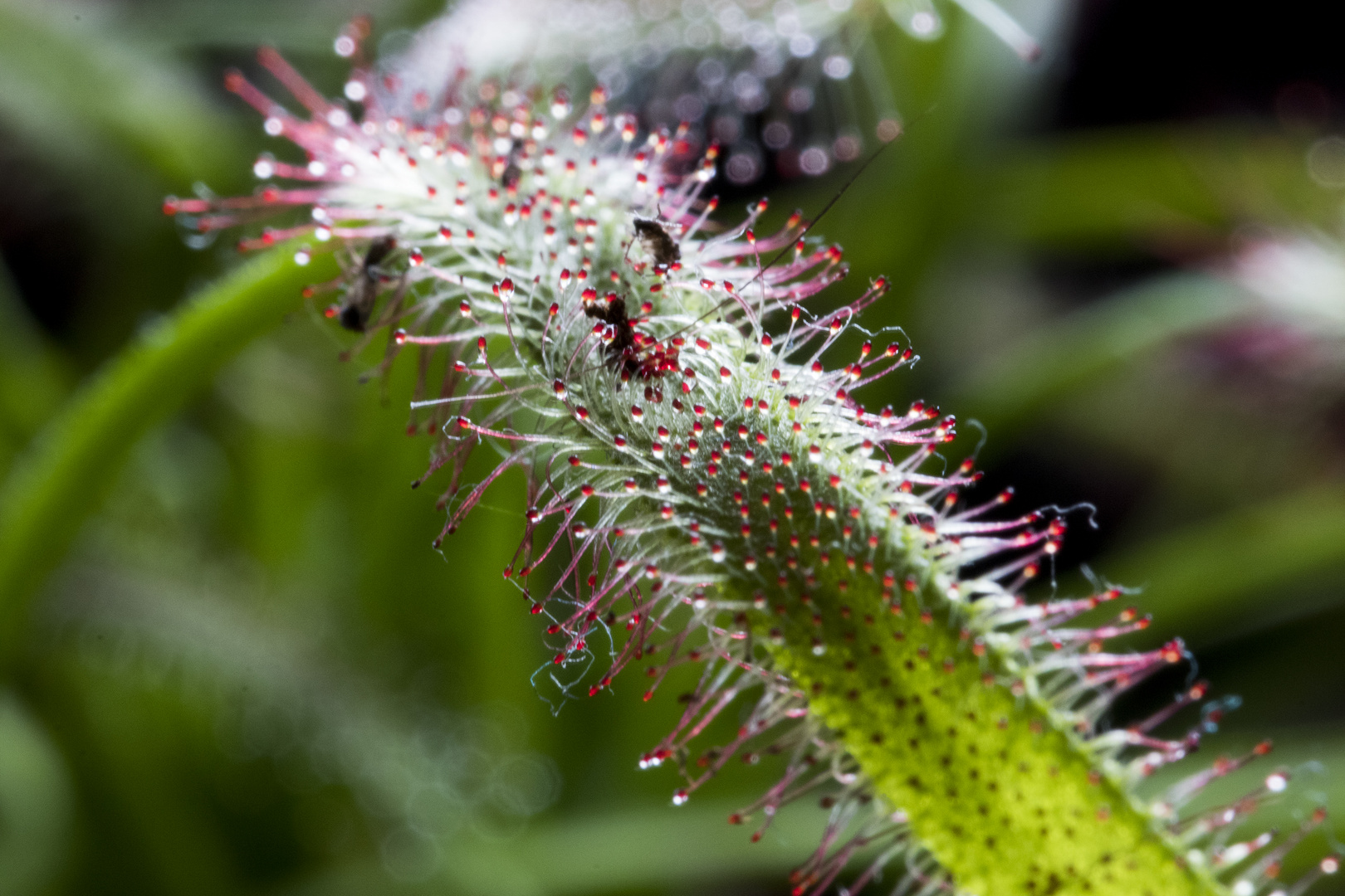 Sonnentau (Drosera)