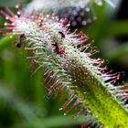 Sonnentau (Drosera)