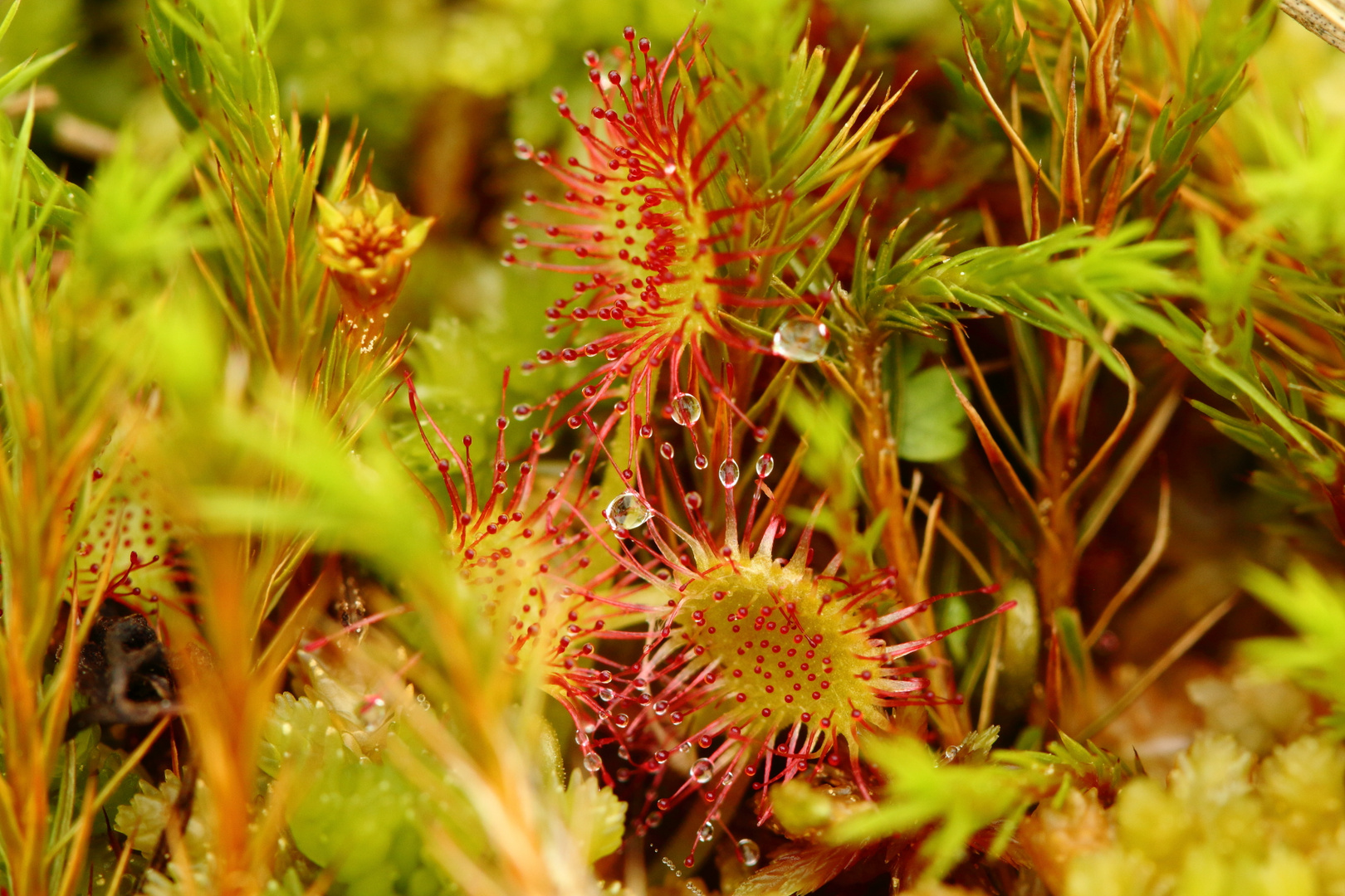 Sonnentau (Drosera)