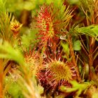 Sonnentau (Drosera)