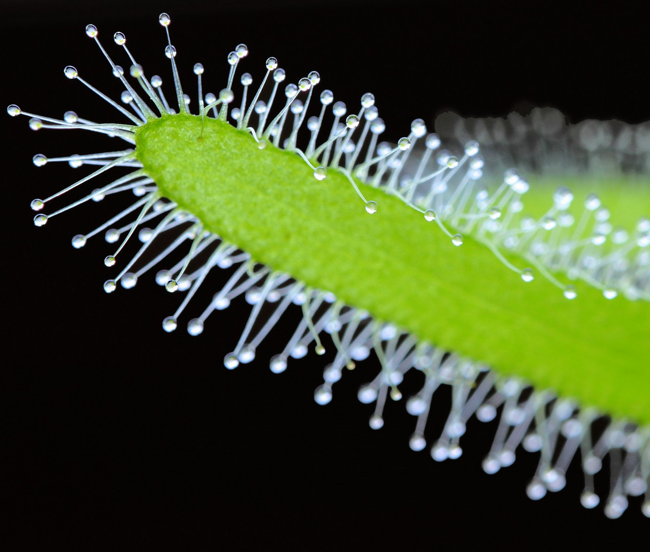 Sonnentau - Drosera