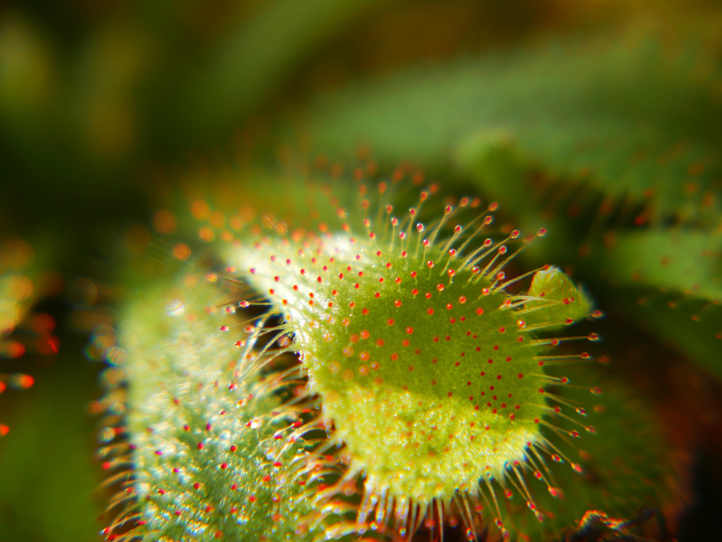 Sonnentau (Drosera Aliciae)