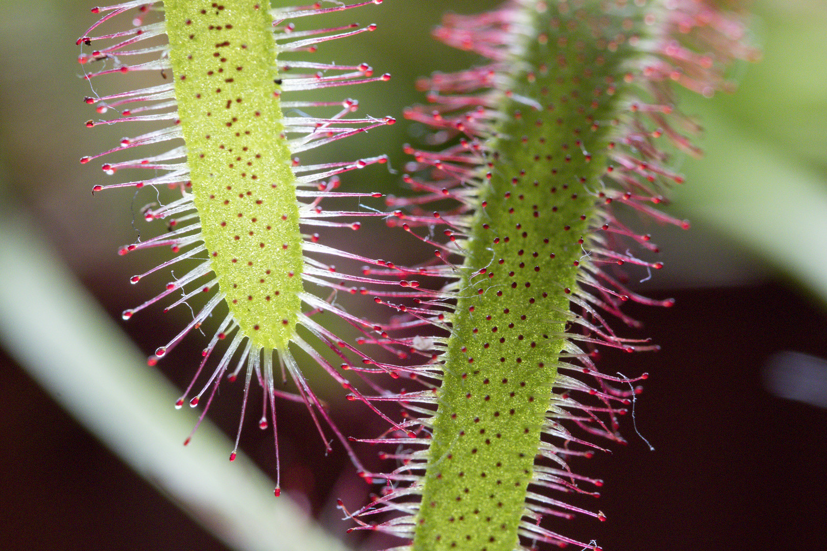 Sonnentau (Drosera)