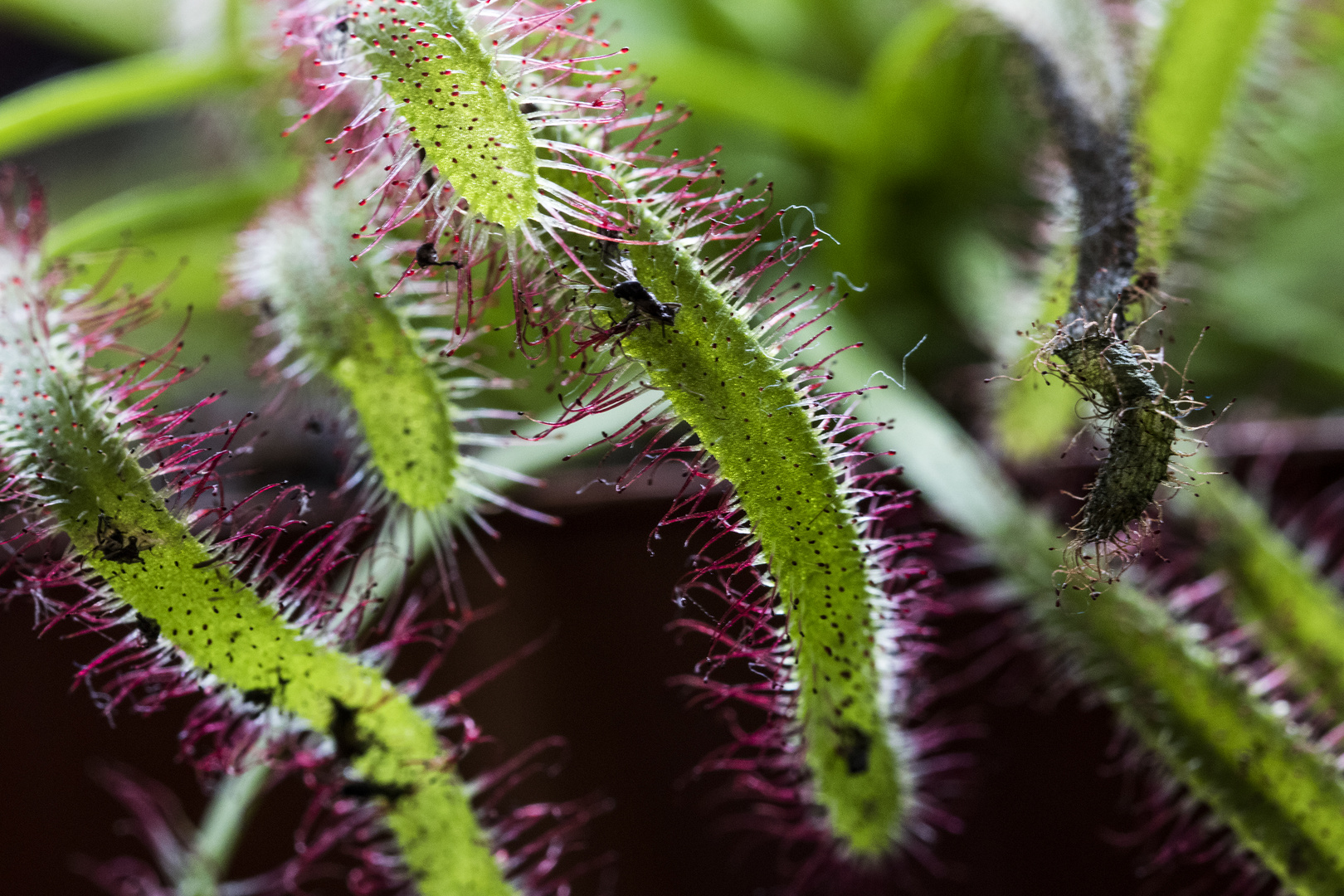 Sonnentau (Drosera)