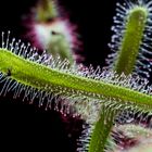 Sonnentau (Drosera)