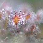 Sonnentau (Drosera)