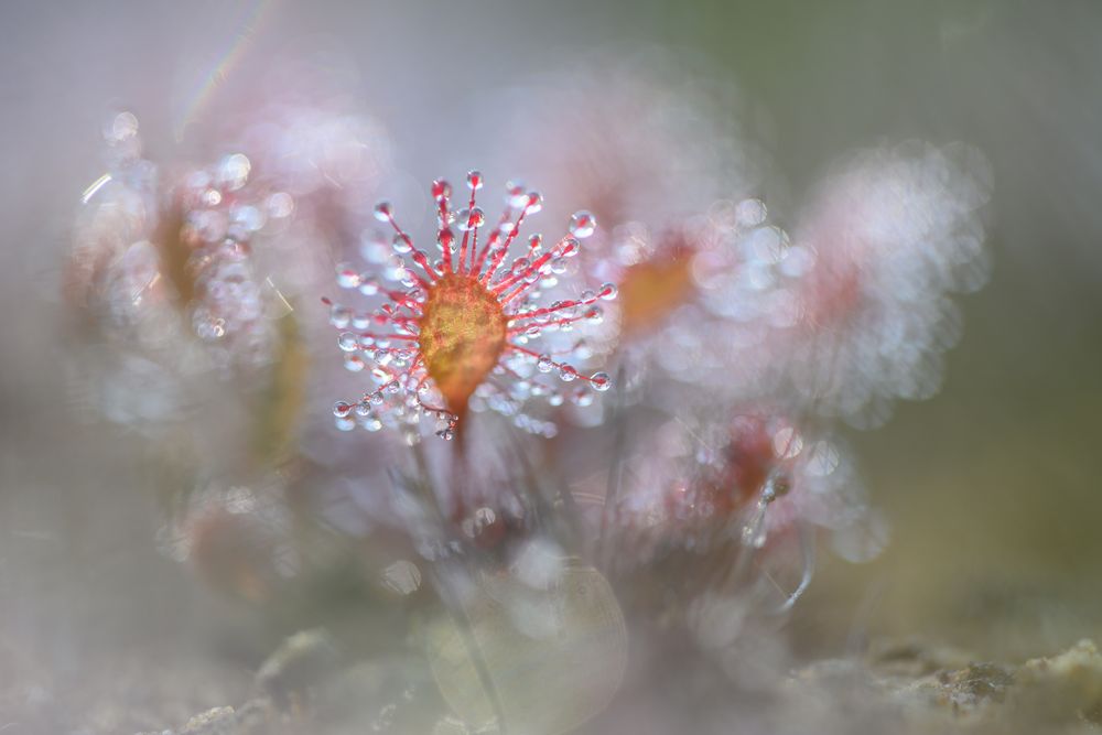 Sonnentau (Drosera)