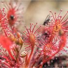 sonnentau (drosera intermedia)....