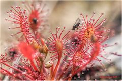 sonnentau (drosera intermedia)....