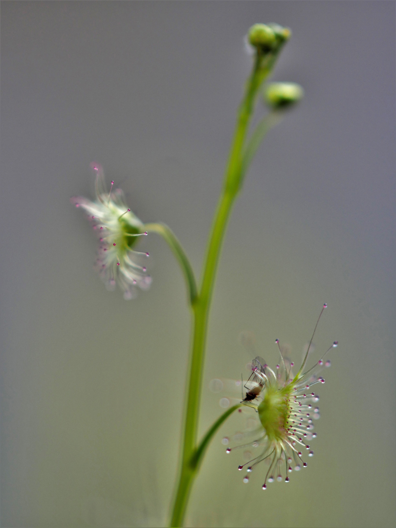 Sonnentau, Drosera peltata