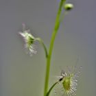 Sonnentau, Drosera peltata