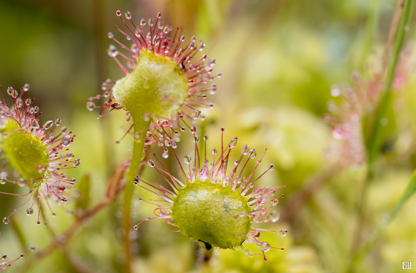 Sonnentau (Drosera rotundifolia)