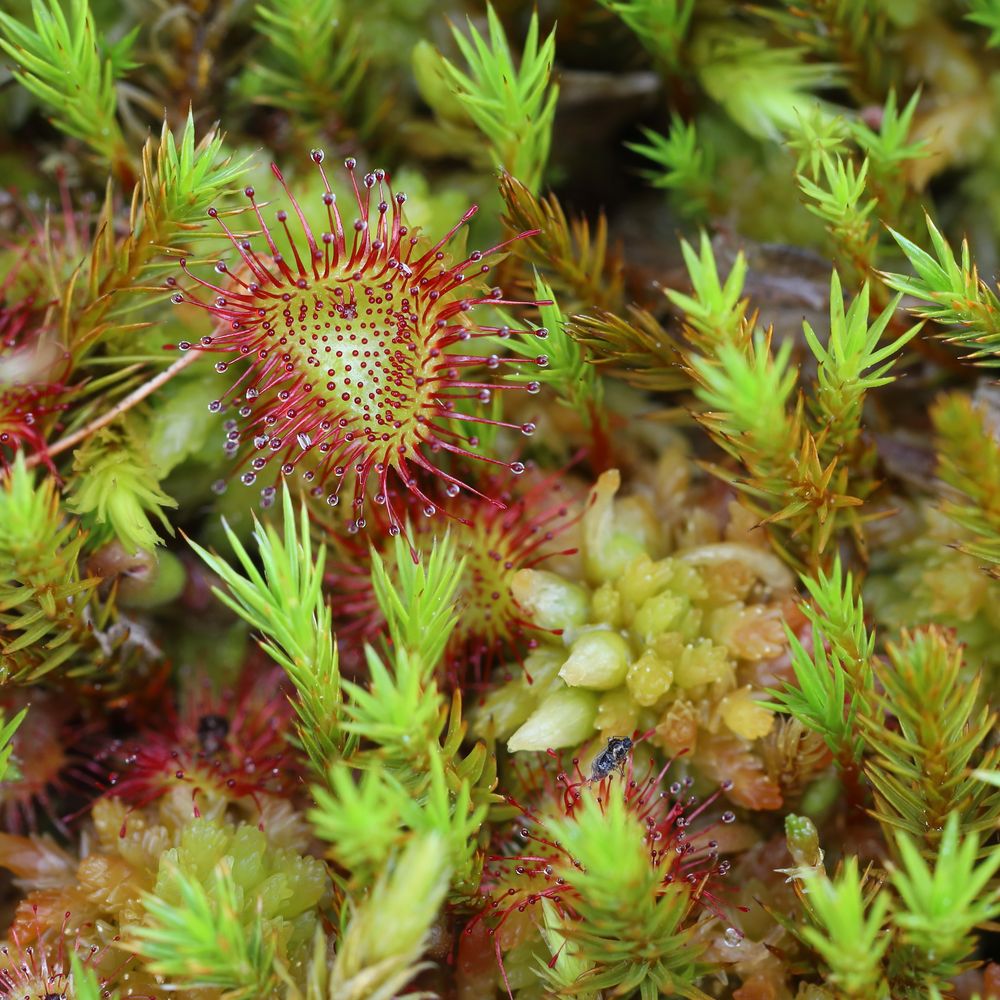 Sonnentau (Drosera rotundifolia)