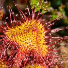 Sonnentau (Drosera rotundifolia)