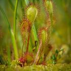 Sonnentau (Drosera sp.?)