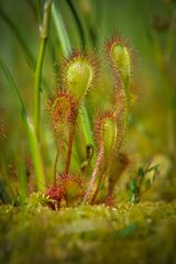 Sonnentau (Drosera sp.?)