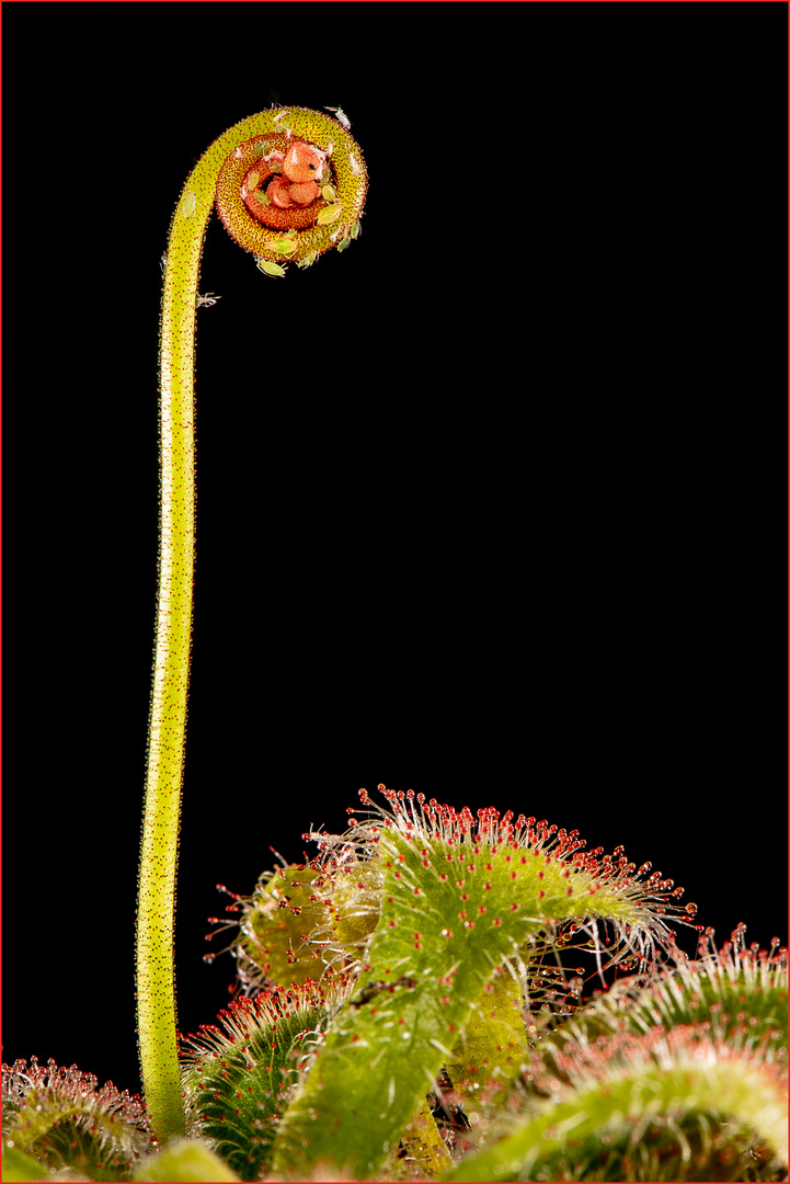 Sonnentau, eine Blüte erwacht zum Leben