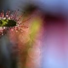 Sonnentau-Freelensing