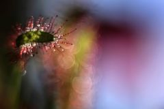 Sonnentau-Freelensing