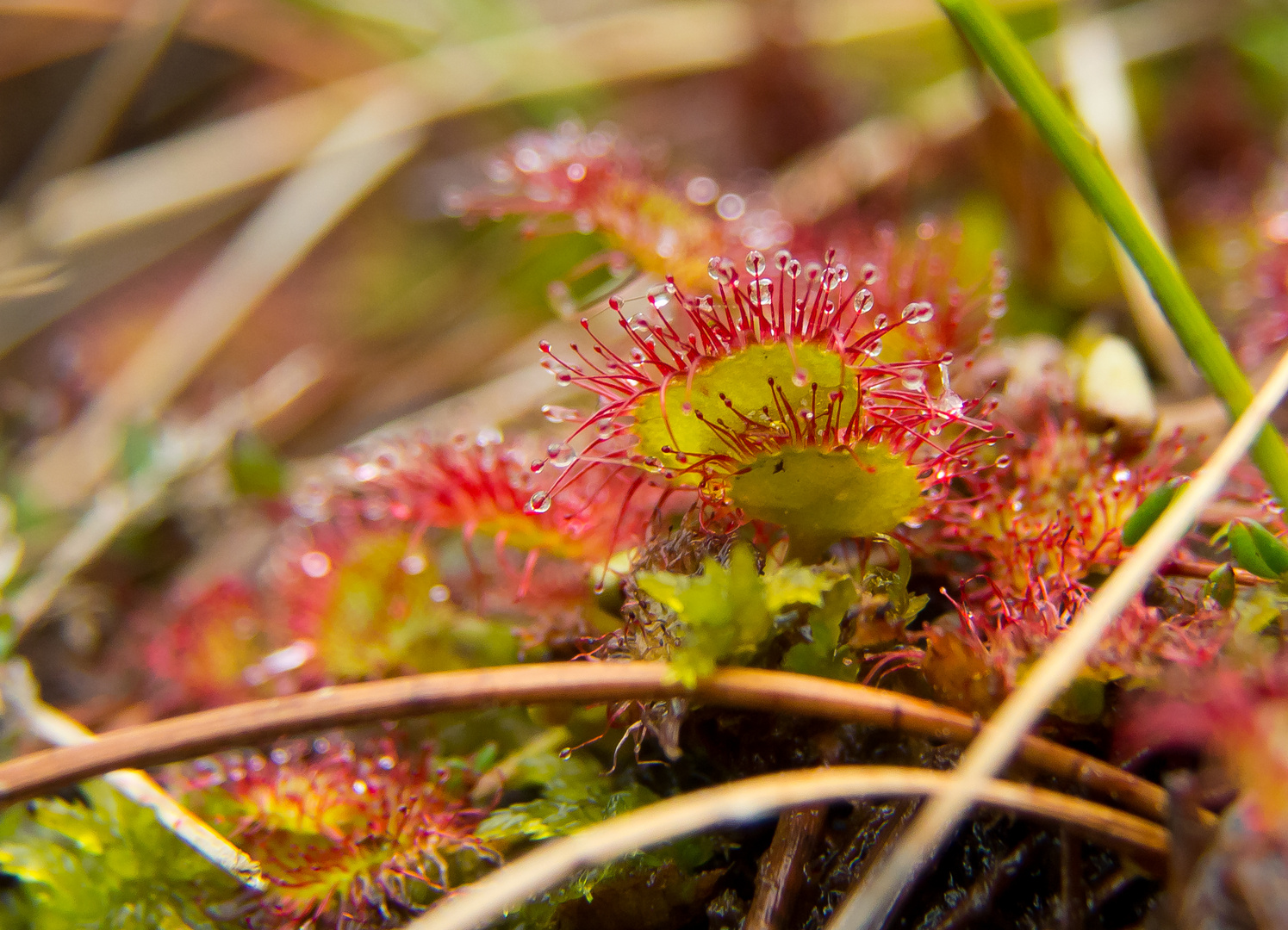 Sonnentau im schwarzen Moor der Rhön