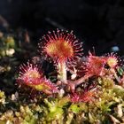 Sonnentau im Schwarzen Moor / Rhön