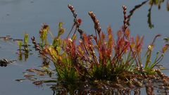 Sonnentau im Wasser