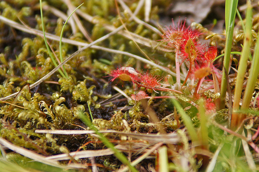 Sonnentau Masuren 2011