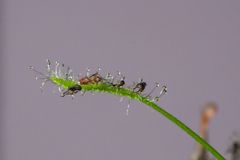 Sonnentau mit Obstfliege