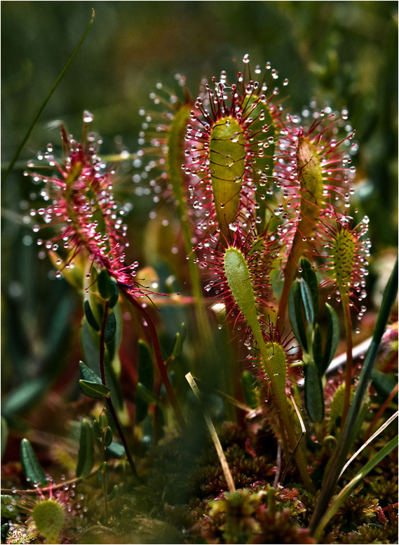 Sonnentau - Sundew