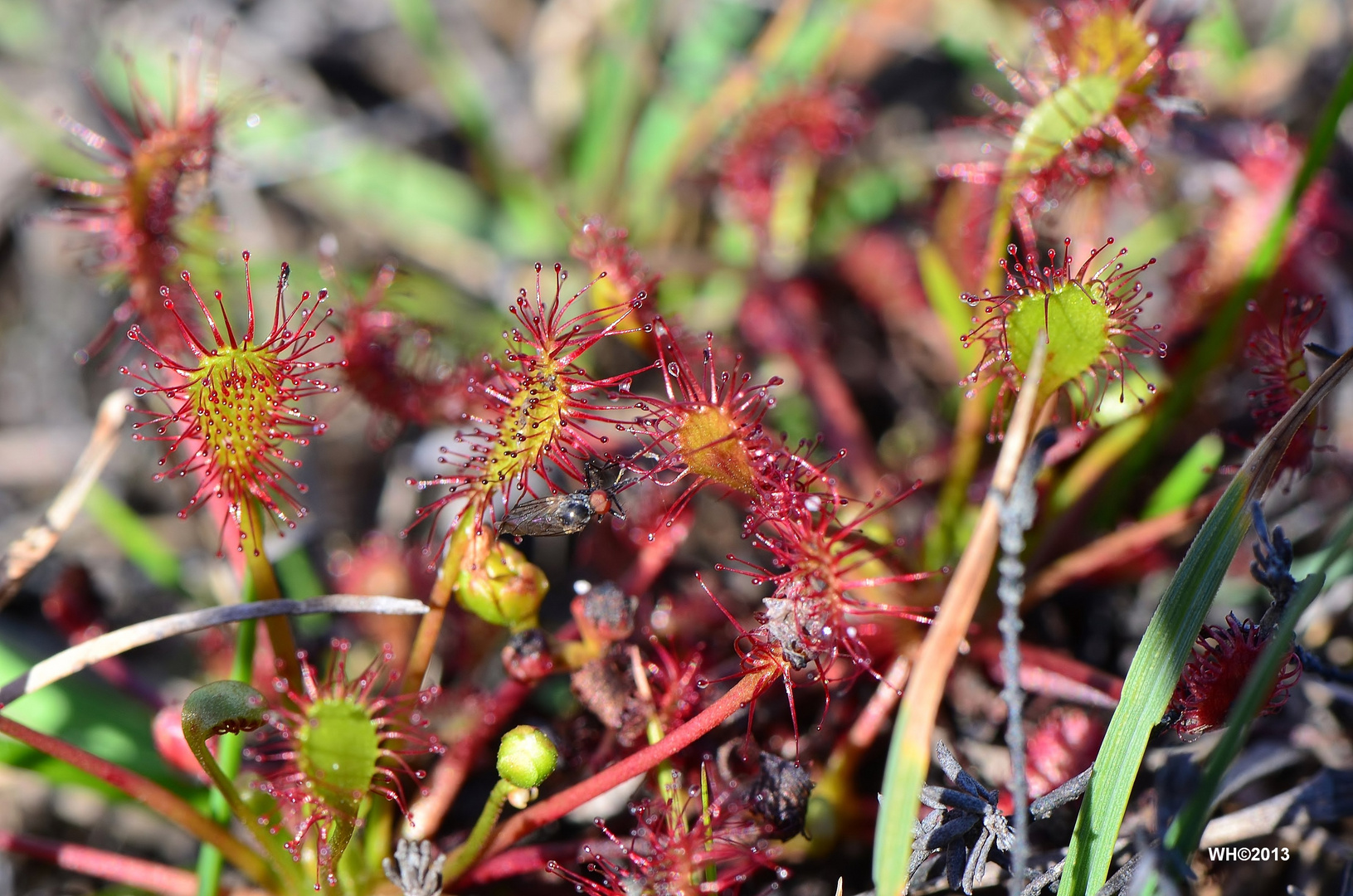 Sonnentau Sylt (Drosera intermedia)