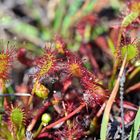 Sonnentau Sylt (Drosera intermedia)