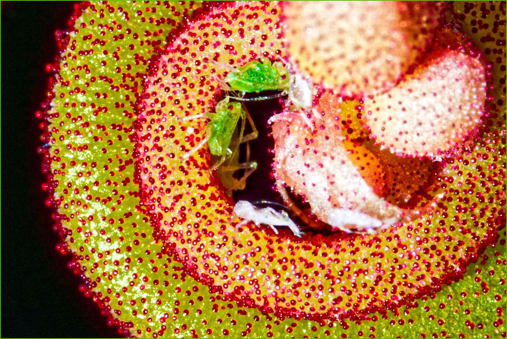 Sonnentau, winzige Blattläuse an der noch eingerollten Blüte, zweiter Versuch Foto & Bild