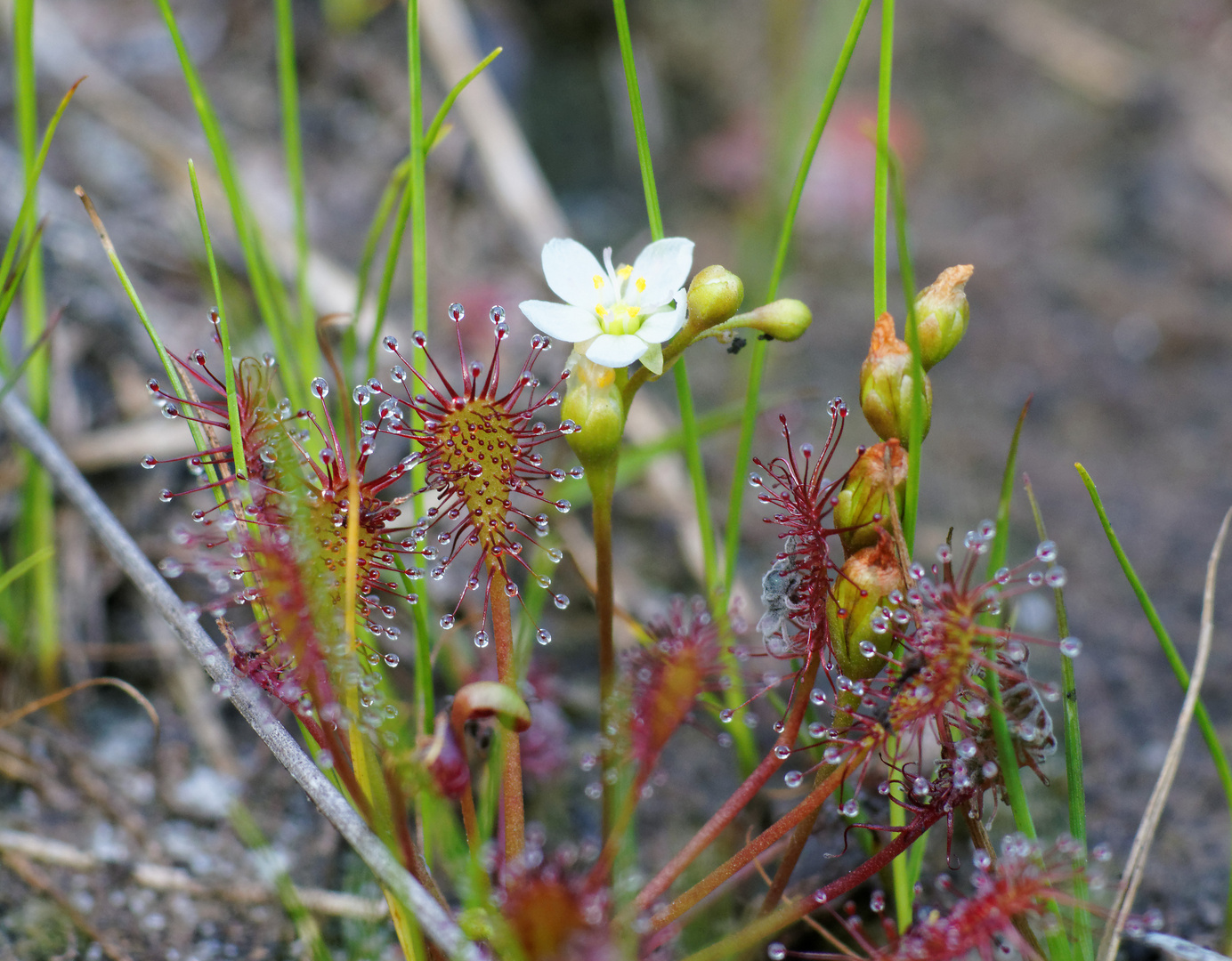 Sonnentaublüte