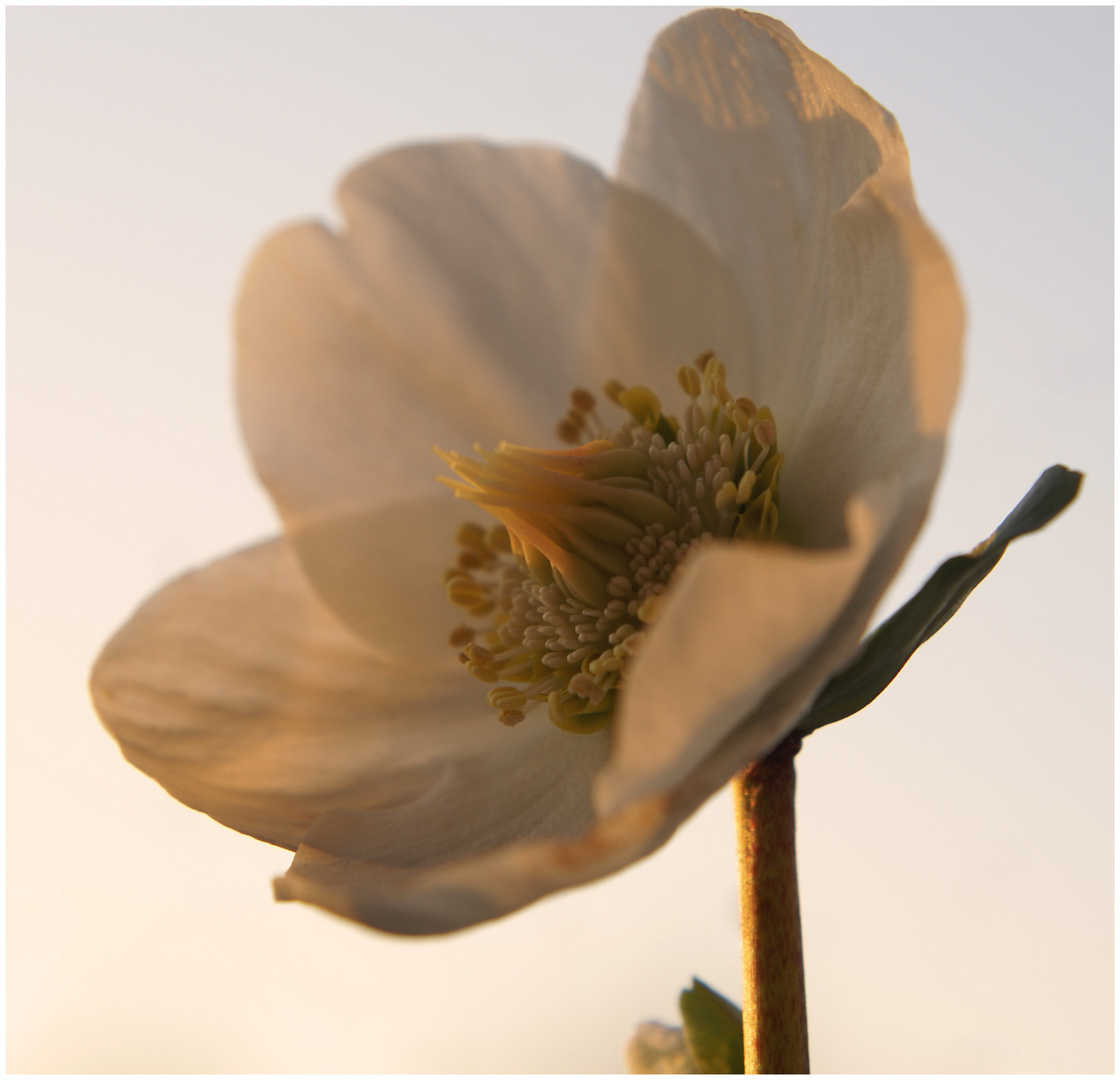 Sonnenteleskop