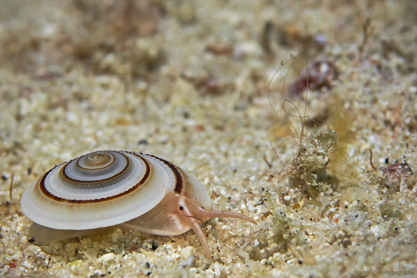 Sonnenuhr-Schnecke